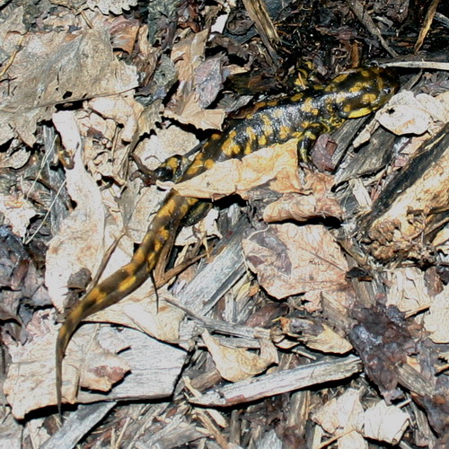 salamander