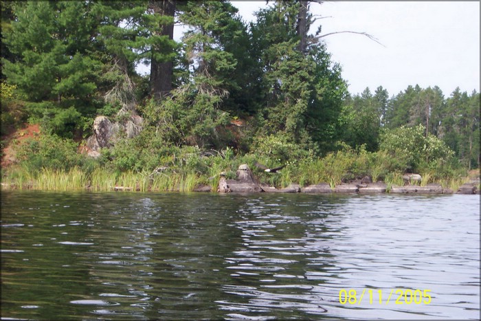 BaldEagle1.jpg