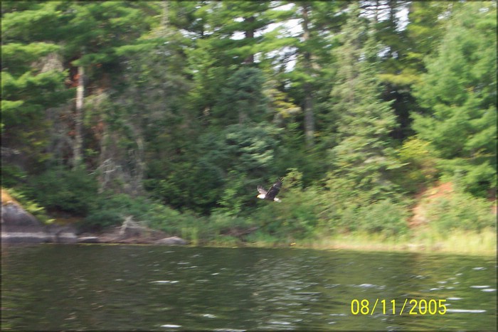 BaldEagle2.jpg