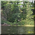 BaldEagle2 - 95.3 KB